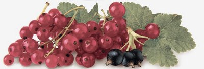 Tutti Frutti Decor Ribes Tutti Frutti Decor Ribes