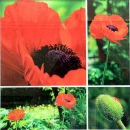 Wildflowers