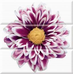 Aure Flowers