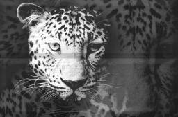 Aure Leopard