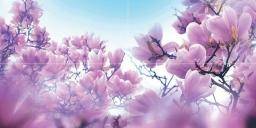 Magnolia P4D297