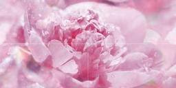 Peony P4D281