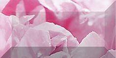 Peony br1020D281-2