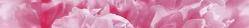 Peony B400D281