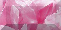 Peony br1020D281-1