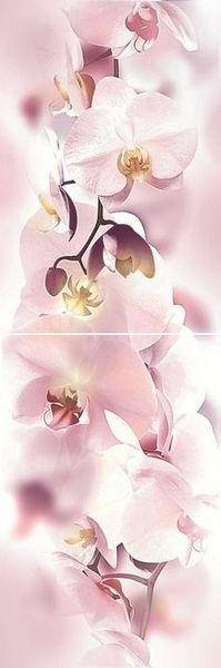 Orchid P2D135
