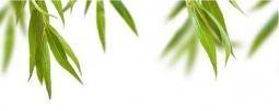 Leaves Centro C