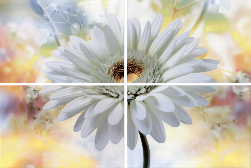 Alba Gerbera Alba Gerbera