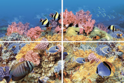 Alba Reef-1