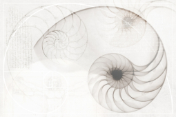 Nautilus ракушка многоцветный