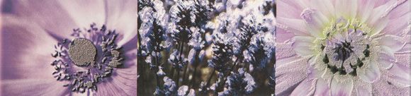 L-Maxima Violet 2 L-Maxima Violet 2